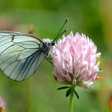 בקתה Tir Longe צ'זנה טורינזה