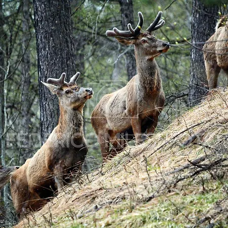 Tir Longe בקתה *