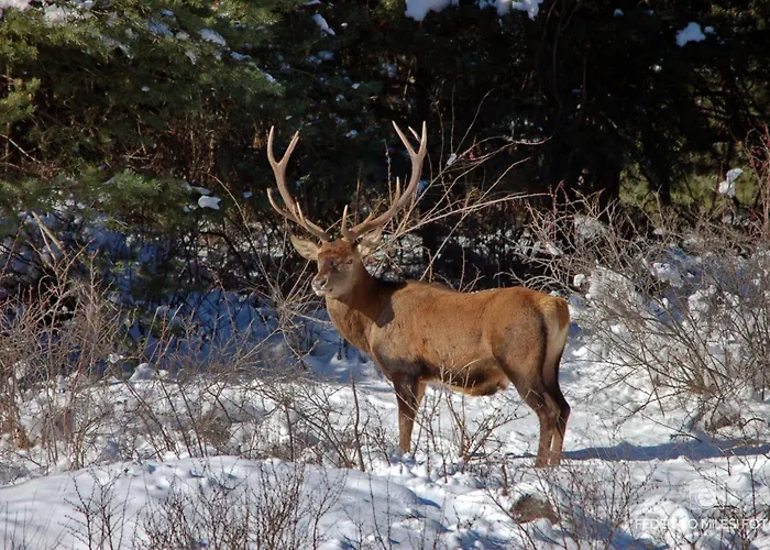 Tir Longe * Cesana Torinese