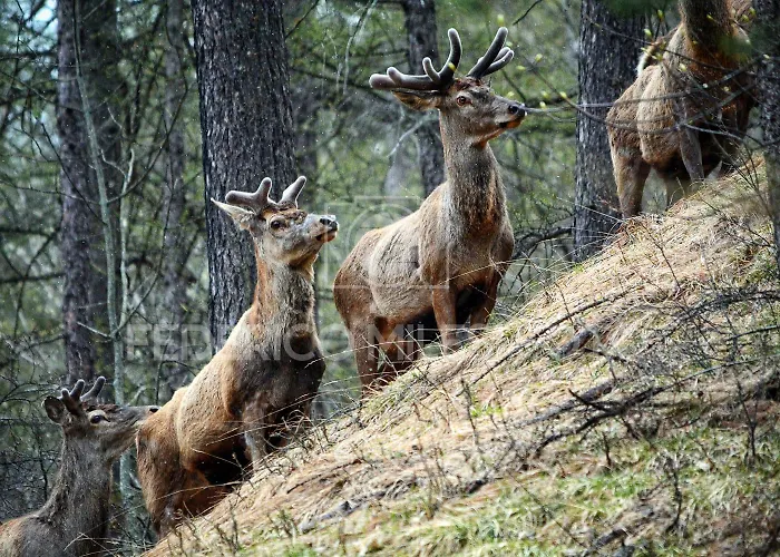 Tir Longe Horská chata *